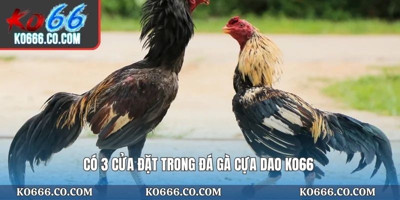 Có 3 cửa đặt trong đá gà cựa dao KO66
