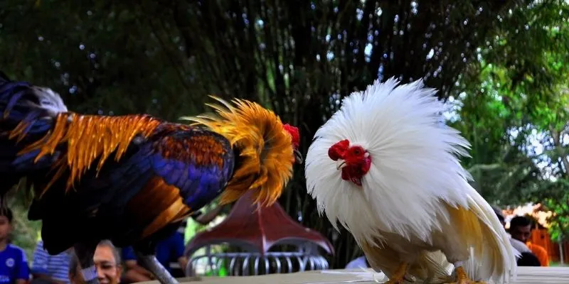 Đá gà tre KO66 rất thú vị