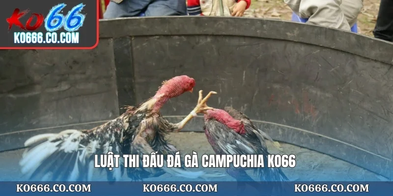 Luật thi đấu đá gà campuchia KO66