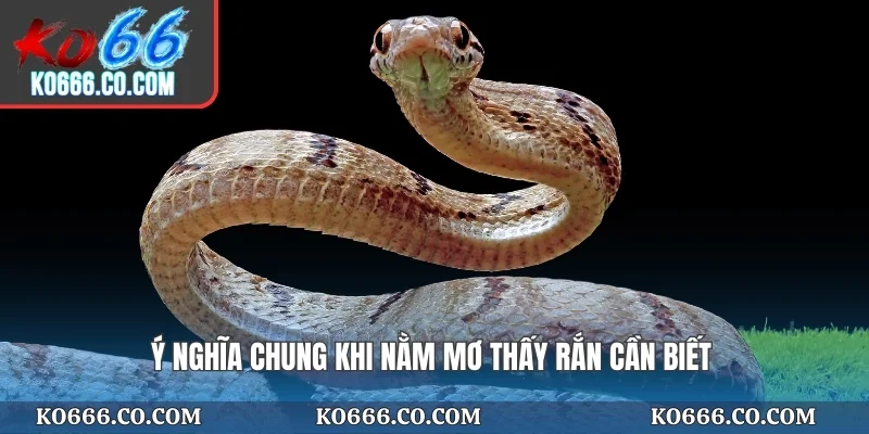 Ý nghĩa chung khi nằm mơ thấy rắn cần biế