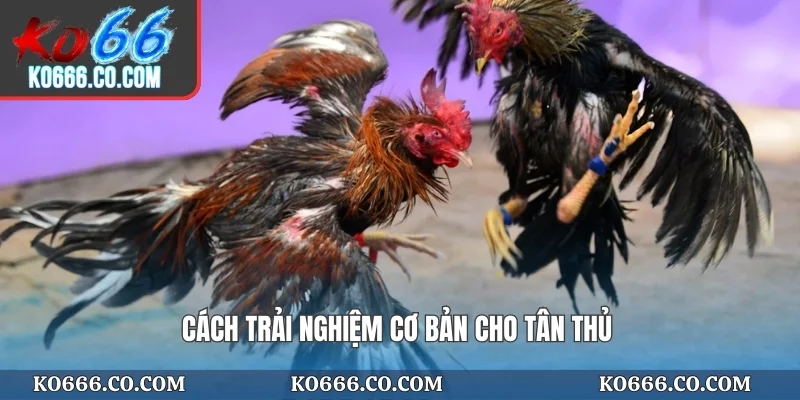 Cách trải nghiệm cơ bản cho tân thủ
