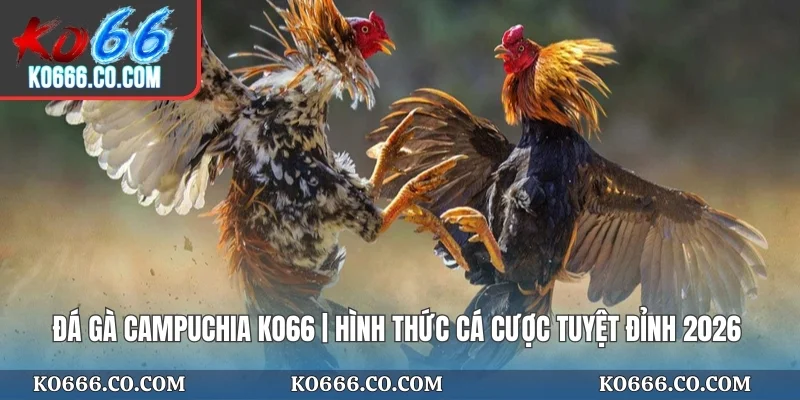 Đá Gà Campuchia KO66 | Hình Thức Cá Cược Tuyệt Đỉnh 2026