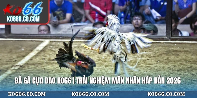 Đá Gà Cựa Dao KO66 | Trải Nghiệm Mãn Nhãn Hấp Dẫn 2026