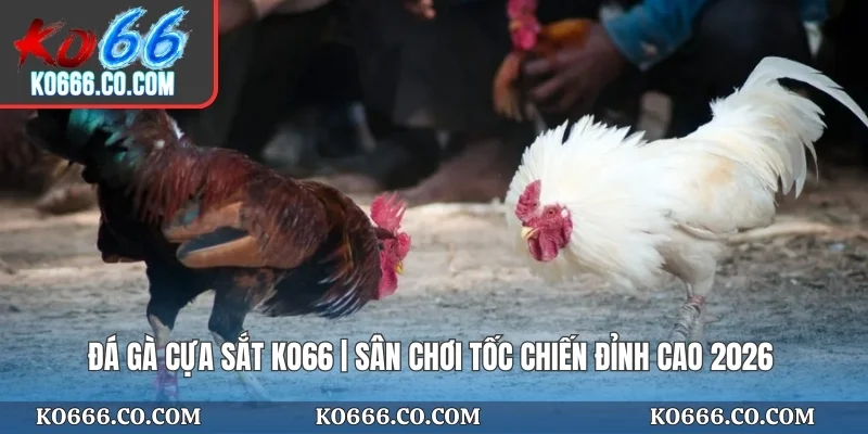 Đá Gà Cựa Sắt KO66