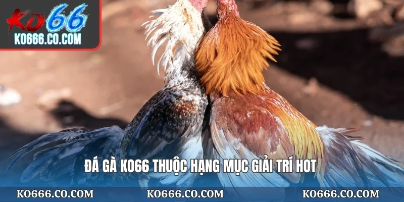 Đá gà KO66 thuộc hạng mục giải trí hot