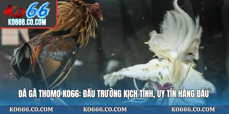 Đá Gà Thomo KO66
