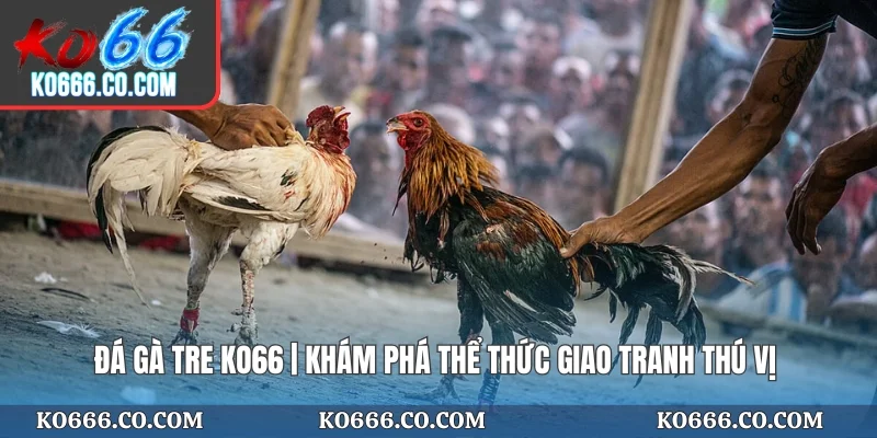 Đá Gà Tre KO66 | Khám Phá Thể Thức Giao Tranh Thú Vị